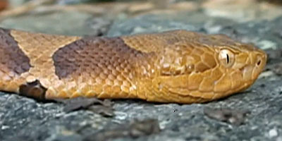 Bellingham snake