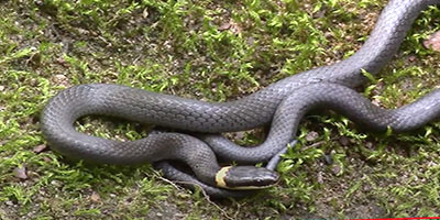 Bellingham snake