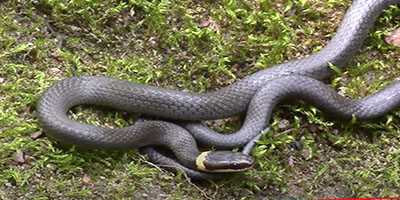 Bellingham snake